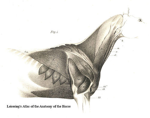 Muscular system of the horse